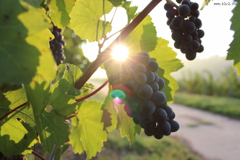 葡萄藤上的葡萄图片大全
