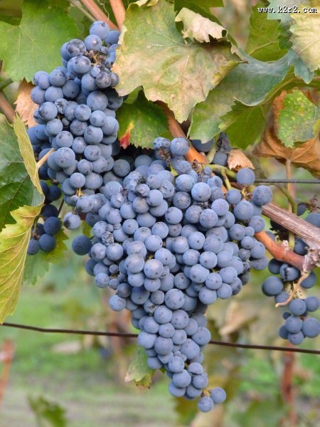 葡萄藤上的葡萄图片大全