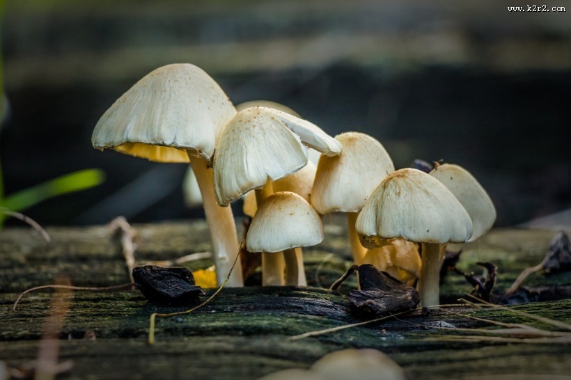 生长在地上的蘑菇图片