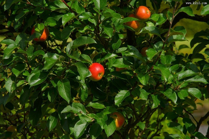 树上的红苹果图片