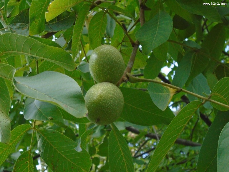 挂在枝头的绿色核桃图片