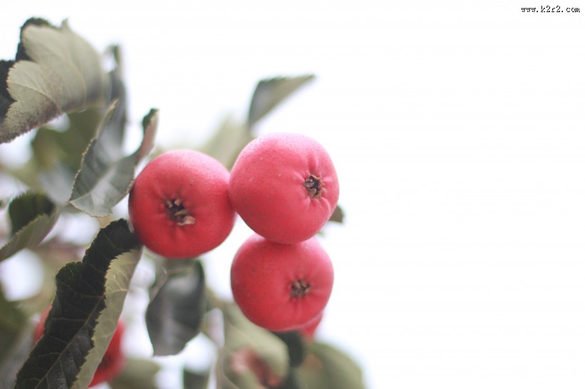 红色酸甜的山楂图片