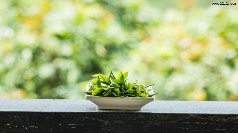 新鲜的茶叶嫩叶图片