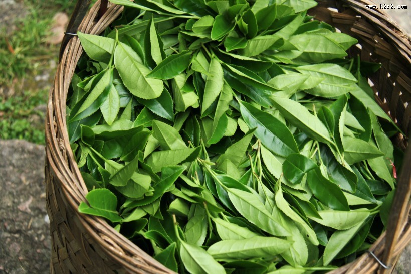 新鲜的茶叶嫩叶图片