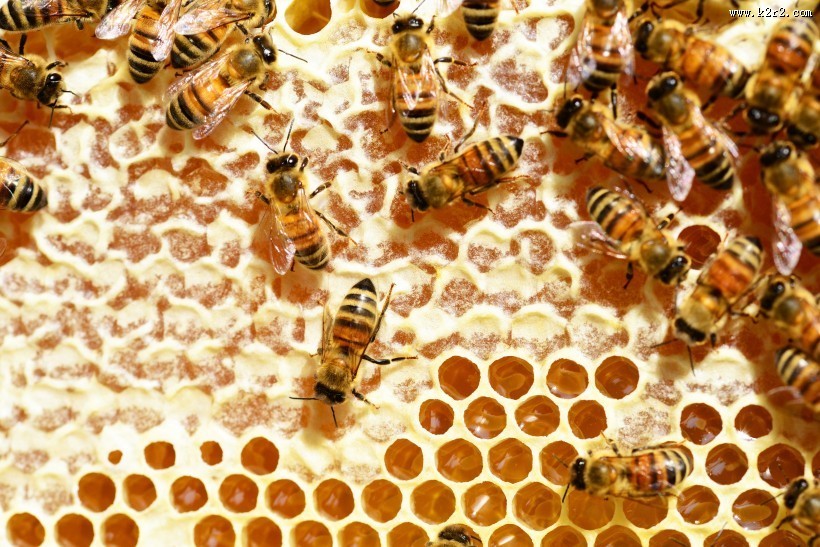蜂巢蜂窝图片