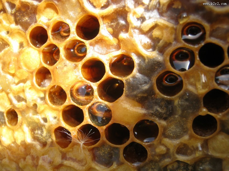 蜂巢蜂窝图片