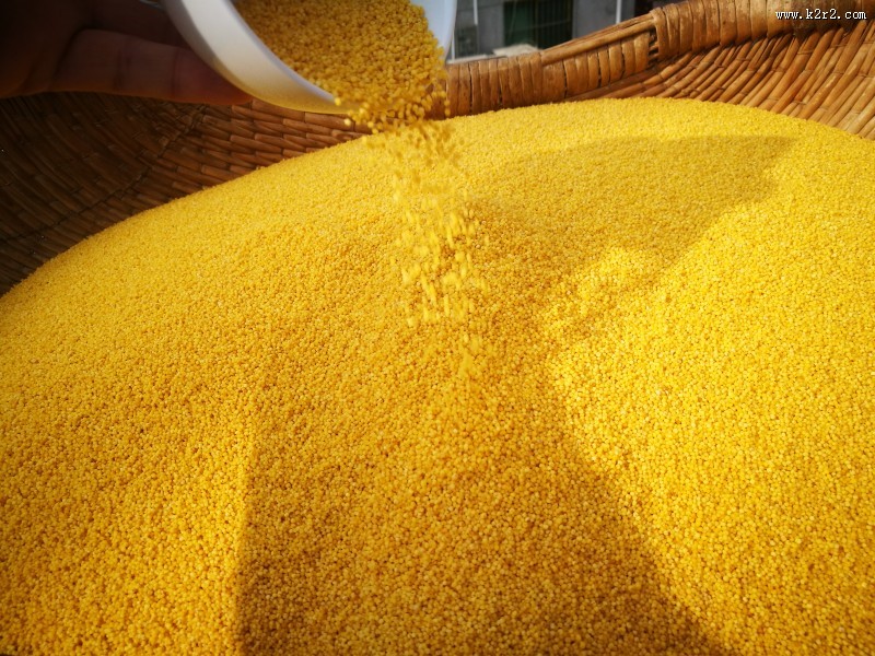金色的农家小米图片
