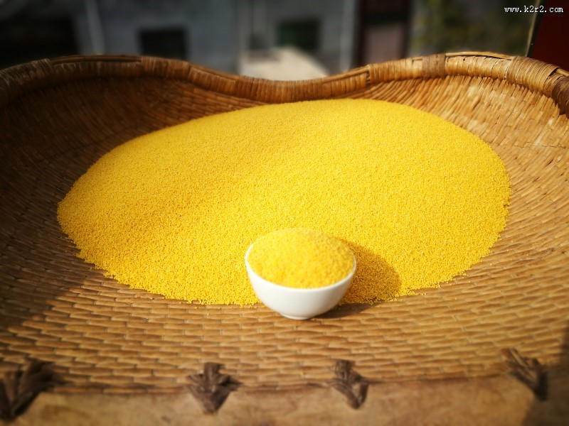 金色的农家小米图片