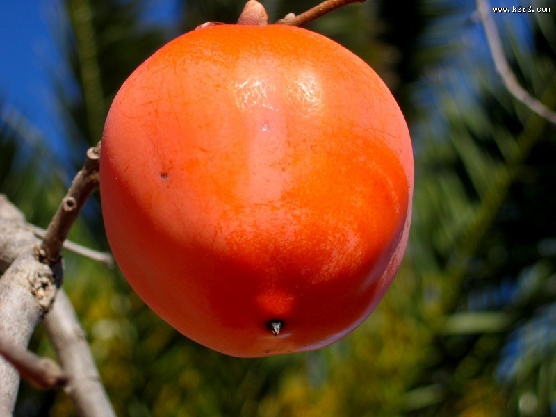 火红的柿子图片