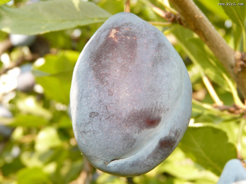 酸甜的李子图片