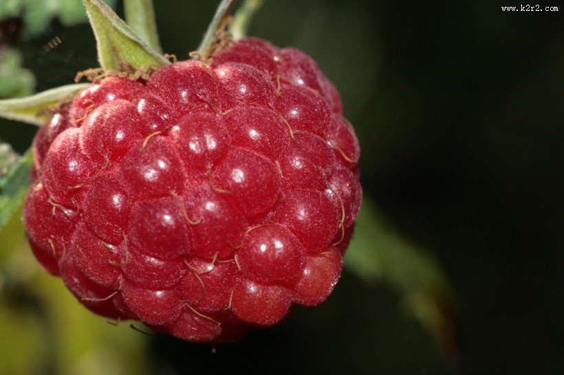 好吃营养的树莓图片