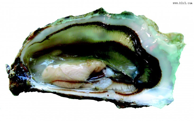 牡蛎生蚝图片