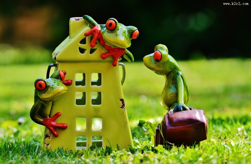 有趣的玩具青蛙图片大全