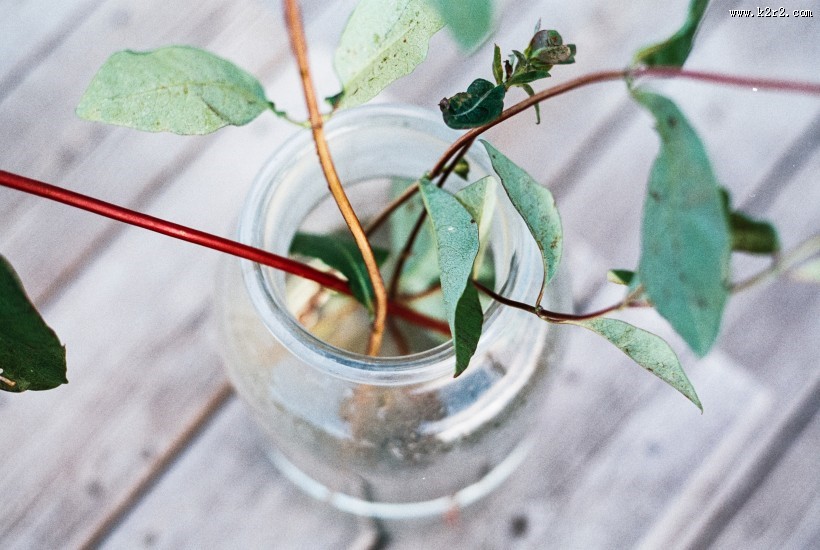 插着花的玻璃花瓶图片
