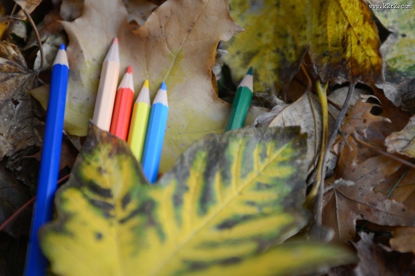 落叶上的彩色铅笔图片