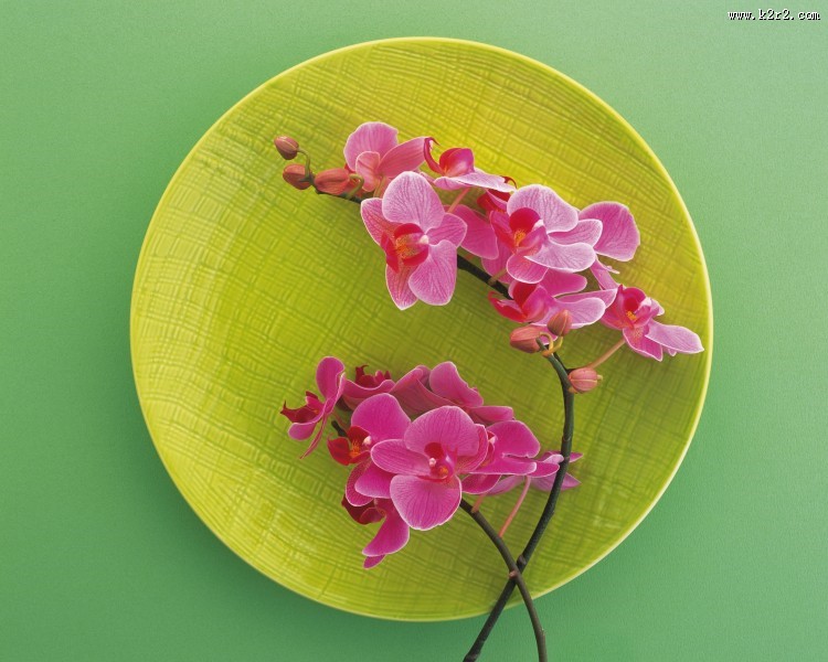 用花卉丝带装饰盘子的艺术摄影图片