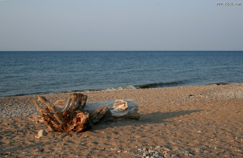 海滩上的漂流木图片