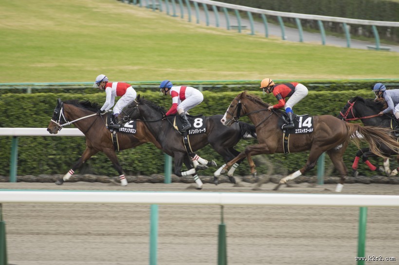 激烈的赛马比赛图片