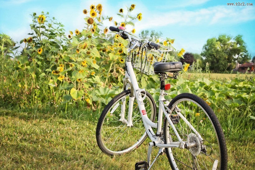 草地上的自行车图片