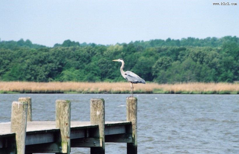 深入水中的孤单栈桥图片