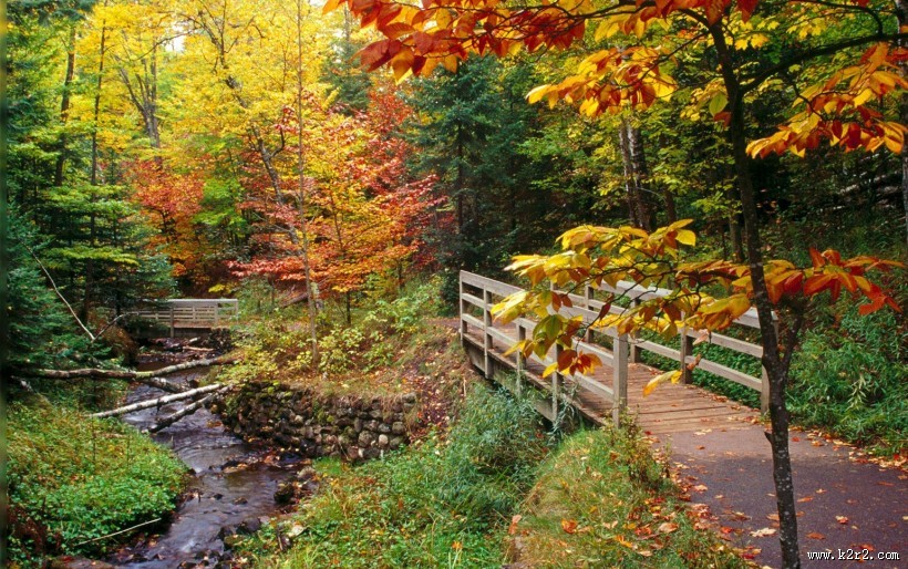 丛林中的木桥图片