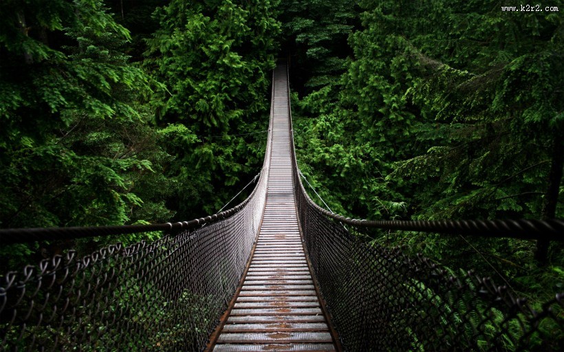 丛林中的木桥图片