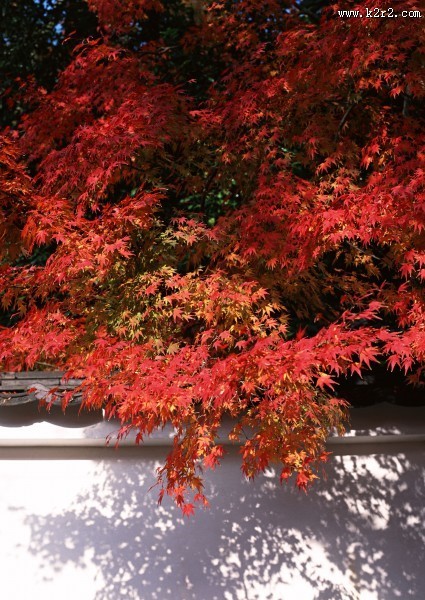 红色枫叶和日式庭院图片