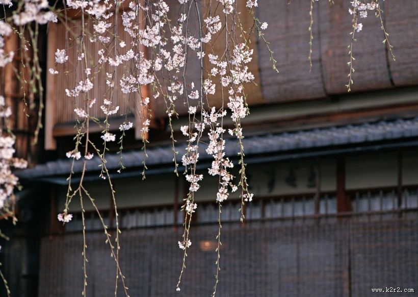 樱花和日式庭院图片大全