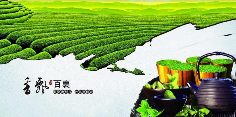 龙井茶宣传画册图片