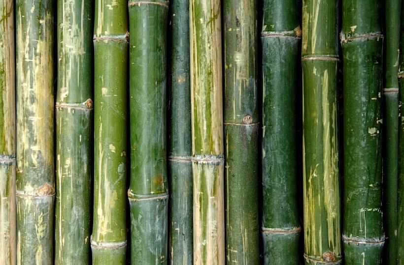 成排的竹子背景素材图片