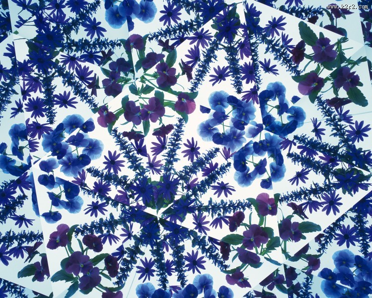 对称的植物花卉背景图片大全