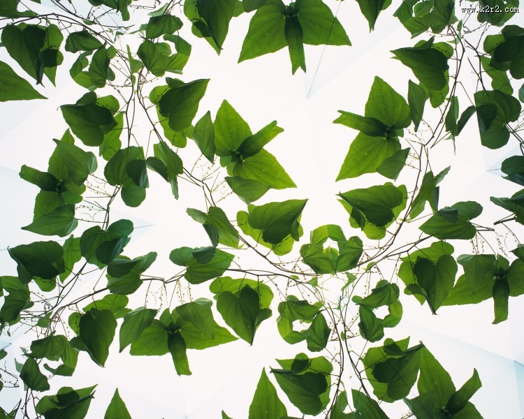 对称的植物花卉背景图片大全