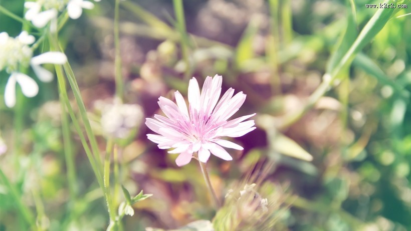 小清新雏菊花朵背景图片