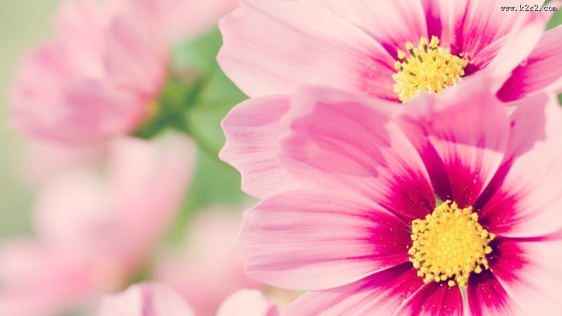 小清新雏菊花朵背景图片