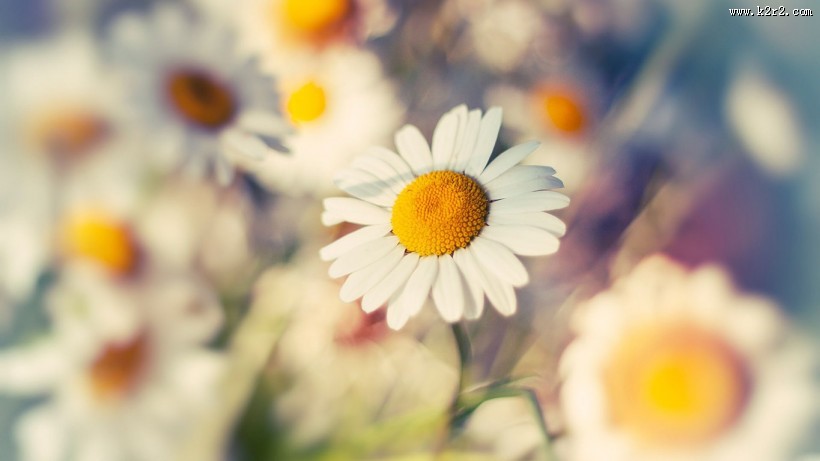 小清新雏菊花朵背景图片