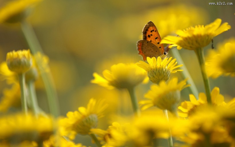 小清新雏菊花朵背景图片
