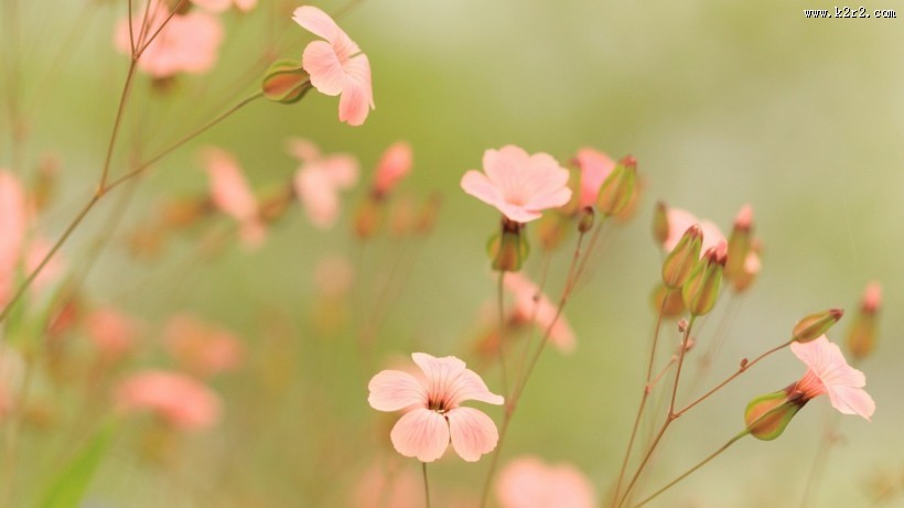 清新素雅花朵素材图片