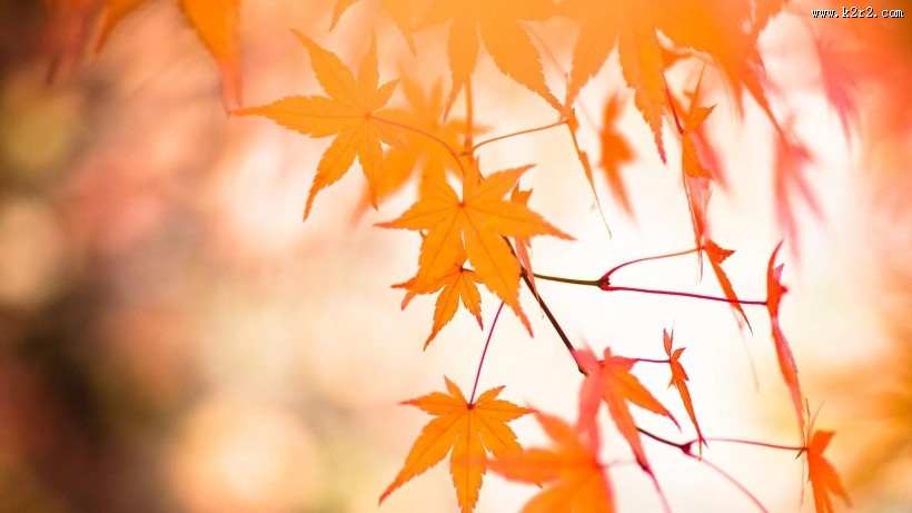 唯美枫叶树叶景色图片