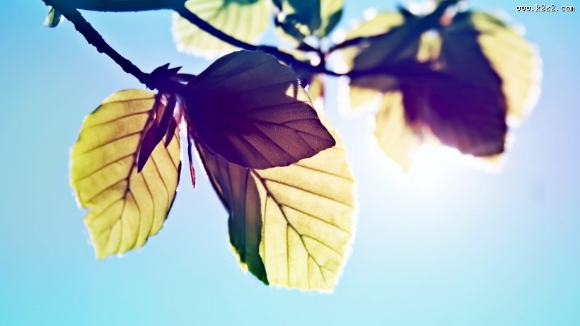 唯美枫叶树叶景色图片