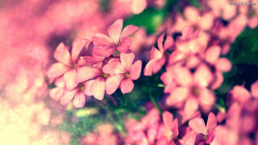梦幻清新粉色花朵图片