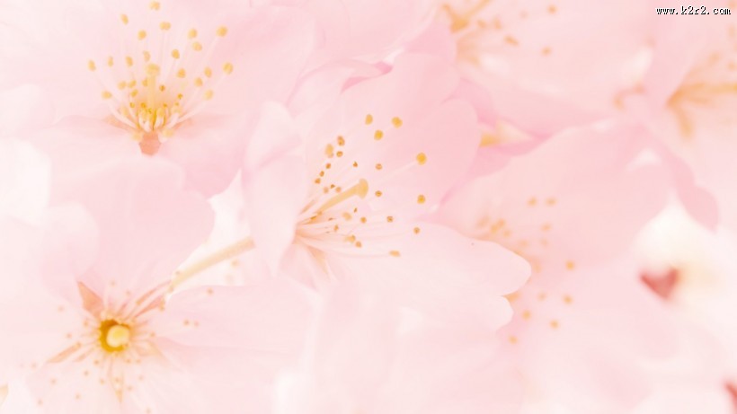 唯美小清新桃花背景图片