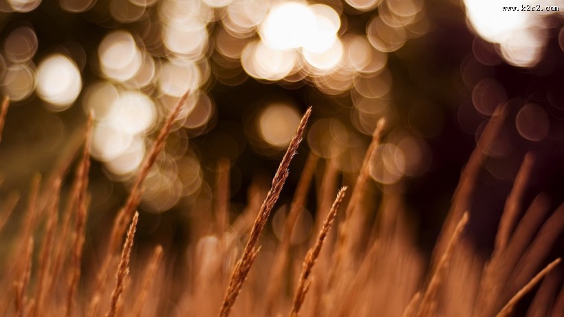 唯美麦田背景图片大全