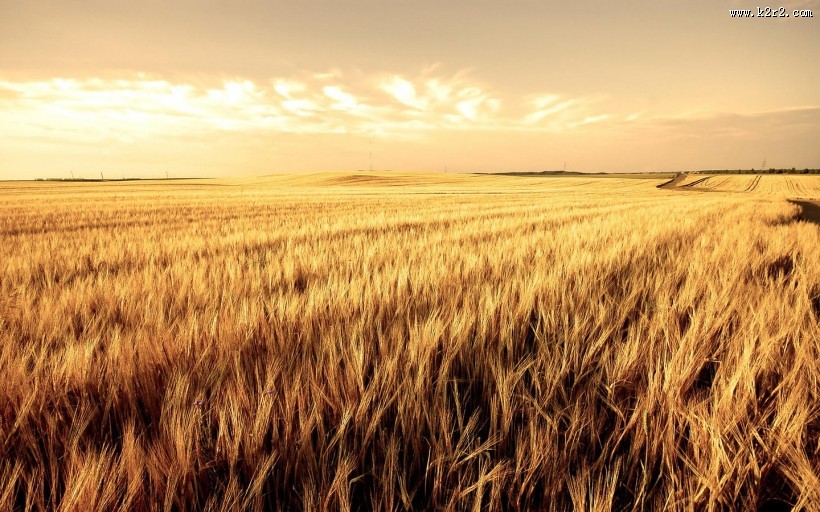 唯美麦田背景图片大全
