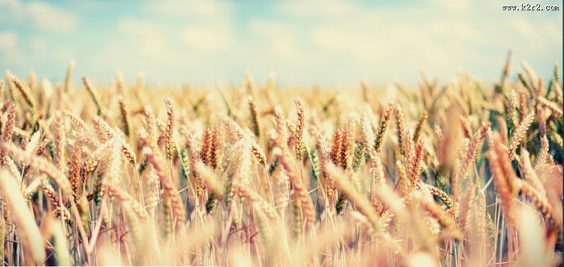 唯美麦田背景图片大全