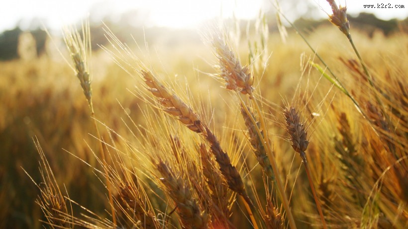 唯美麦田背景图片大全
