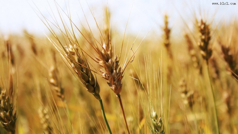 唯美麦田背景图片大全