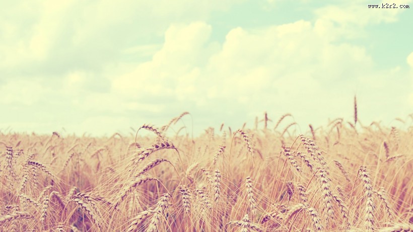 唯美麦田背景图片大全
