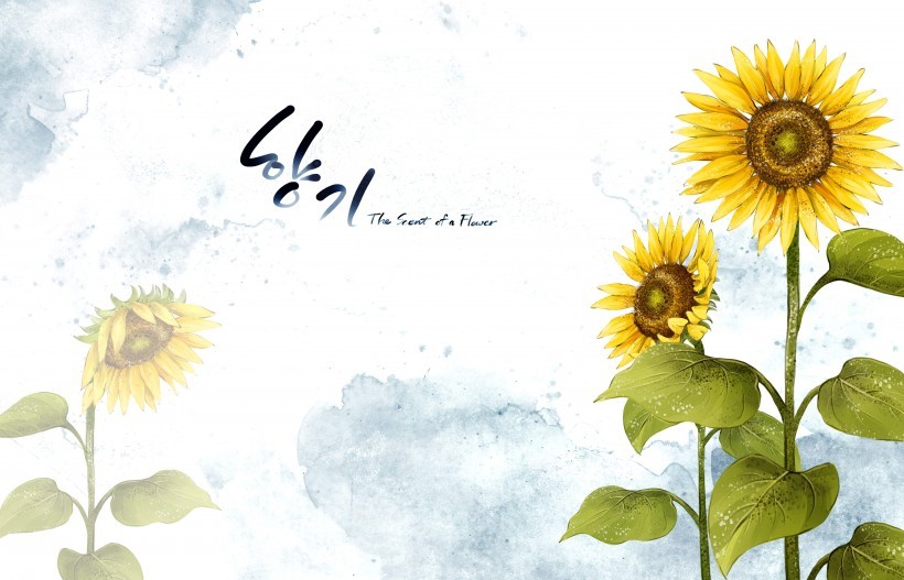 明亮黄色韩国花朵背景图片大全