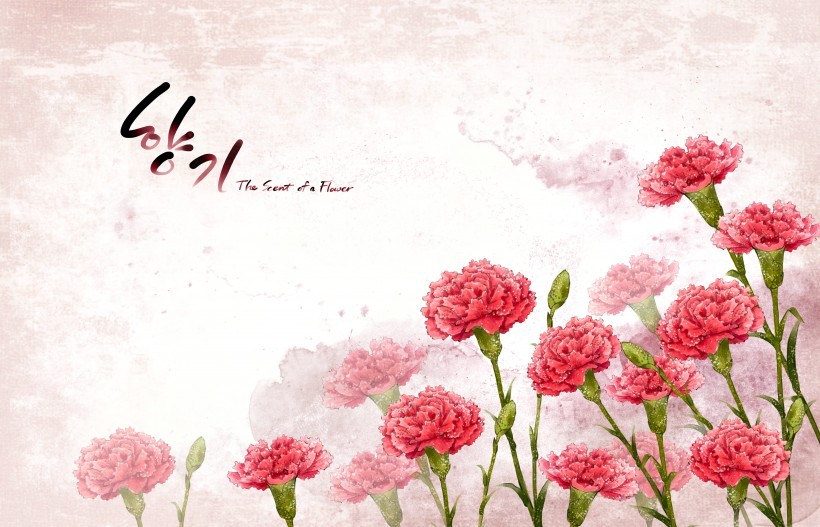 热情红色韩国花朵背景图片