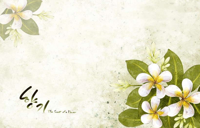 纯洁白色韩国花朵背景图片